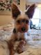 Yorkshire Terrier Puppies for sale in Vancouver, Washington. price: $650