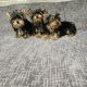 Yorkshire Terrier Puppies for sale in Smithfield, NC 27577, USA. price: $750
