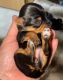 Yorkshire Terrier Puppies for sale in Spokane, Washington. price: $2,000
