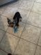 Yorkshire Terrier Puppies for sale in Moreno Valley, California. price: $500