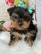 Yorkshire Terrier Puppies for sale in Sacramento, California. price: $550