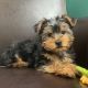 Yorkshire Terrier Puppies for sale in Tallahassee, Florida. price: $450