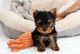 Yorkshire Terrier Puppies for sale in Hartford, Connecticut. price: $950