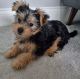 Yorkshire Terrier Puppies for sale in Hartford, Connecticut. price: $400