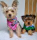 Yorkshire Terrier Puppies for sale in Dover, Delaware. price: $400