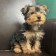 Yorkshire Terrier Puppies for sale in Dover, Delaware. price: $450