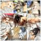 Yorkshire Terrier Puppies for sale in Bronx, New York. price: $1,450