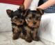 Yorkshire Terrier Puppies for sale in Albuquerque, New Mexico. price: $400