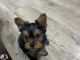 Yorkshire Terrier Puppies for sale in Oklahoma City, Oklahoma. price: $500