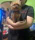 Yorkshire Terrier Puppies for sale in Richmond, California. price: $1,300