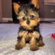 Yorkshire Terrier Puppies for sale in Arapaho, Oklahoma. price: $450