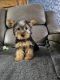 Yorkshire Terrier Puppies for sale in Appleton, Wisconsin. price: $700