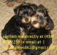 Yorkshire-TerrierWelpenzu verkaufen in Charlottesville, Virginia. Preis: $250