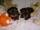 Yorkshire Terrier Puppies for sale in Charlottesville, Virginia. price: $250