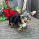 Yorkshire Terrier Puppies for sale in Susanville, California. price: $1,200