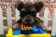 Yorkshire Terrier Puppies for sale in Phoenix, Arizona. price: NA