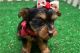 Yorkshire Terrier Puppies for sale in Garfield, Arkansas. price: NA