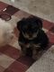 Yorkshire Terrier Puppies for sale in Charles Town, West Virginia. price: $750