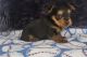 Yorkshire Terrier Puppies for sale in Sacramento, California. price: NA