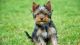 Yorkshire Terrier Puppies for sale in Albany, Georgia. price: $500