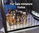 Yorkshire Terrier Puppies for sale in Anaheim, California. price: $650
