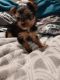 Yorkshire Terrier Puppies for sale in Vail, Arizona. price: NA