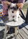 Yorkshire Terrier Puppies for sale in Orange, Virginia. price: $800