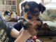 Yorkshire Terrier Puppies for sale in Buchanan, Tennessee. price: $2,000