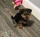 Yorkshire Terrier Puppies for sale in East Stroudsburg, Pennsylvania. price: $500