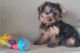 Yorkshire Terrier Puppies for sale in Ben Lomond, Arkansas. price: $600