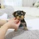 Yorkshire Terrier Puppies for sale in Alexandria, Alabama. price: $200
