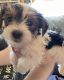 Yorkshire Terrier Puppies for sale in Buchanan, Tennessee. price: $1,500