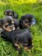 Yorkshire Terrier Puppies for sale in Sacramento, CA, USA. price: $1,400