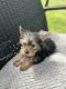 Yorkshire Terrier Puppies for sale in Tampa, Florida. price: $1,500