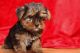 Yorkshire Terrier Puppies for sale in Johnson City, Kentucky. price: $500