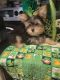 Yorkshire Terrier Puppies for sale in North Port, FL, USA. price: $1,500