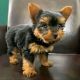 Yorkshire Terrier Puppies for sale in San Bernardino, California. price: NA
