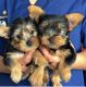 Yorkshire Terrier Puppies for sale in Louisville, Kentucky. price: $400
