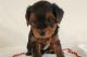 Yorkshire Terrier Puppies for sale in Los Angeles, California. price: $350