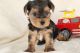 Yorkshire Terrier Puppies for sale in Los Angeles, California. price: $550