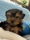 Yorkshire Terrier Puppies for sale in Albuquerque, NM, USA. price: $2,000
