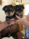 Yorkshire Terrier Puppies for sale in Raleigh, North Carolina. price: NA