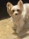 Yorkshire Terrier Puppies for sale in pompano beach, Florida. price: $900
