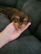 Yorkshire Terrier Puppies for sale in Yakima, Washington. price: $350