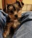 Yorkshire Terrier Puppies for sale in Blue River, Wisconsin. price: $100,000
