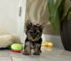 Yorkshire Terrier Puppies for sale in Albuquerque, NM, USA. price: $2,500