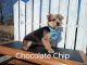 Yorkshire Terrier Puppies for sale in Blanchard, Michigan. price: $400