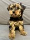 Yorkshire Terrier Puppies for sale in Albuquerque, New Mexico. price: NA