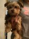 Yorkshire Terrier Puppies for sale in Scottsdale, Arizona. price: $1,500