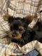 Yorkshire Terrier Puppies for sale in Clear Lake, WI, USA. price: $900